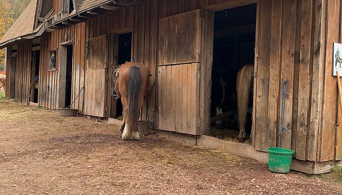 Daisy Field Farm