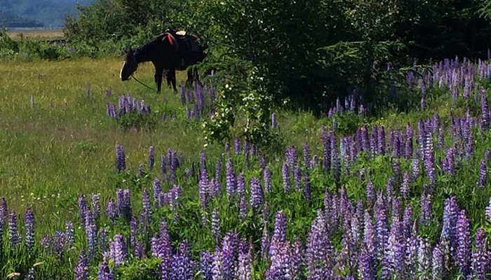 Trails End Horse Adventures