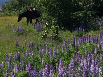 Trails End Horse Adventures
