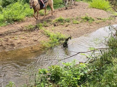 GoldRush Stables & Carriage Rides