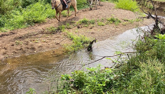 GoldRush Stables & Carriage Rides