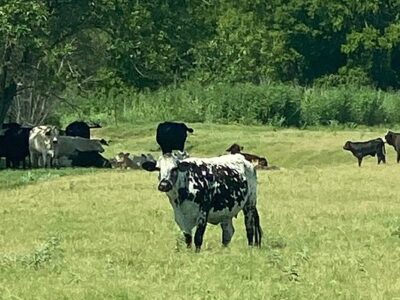 Tri-Star Farm
