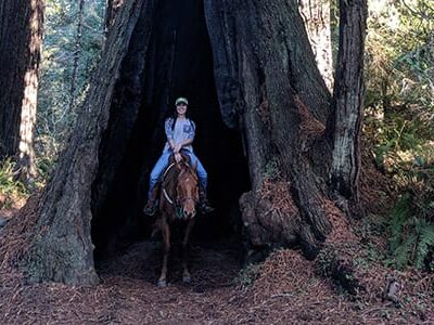 Redwood Trails Horse Rides