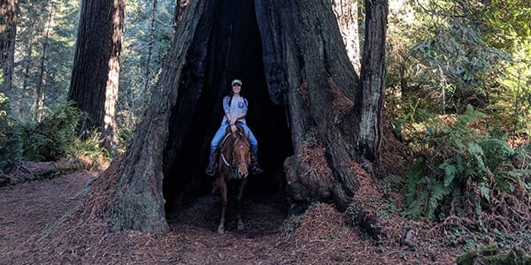 Redwood Trails Horse Rides