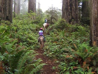 Redwood Trails Horse Rides