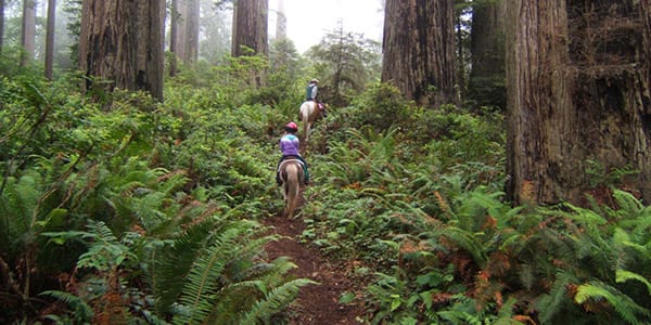 Redwood Trails Horse Rides
