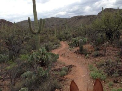 Rockin' Star Ranch