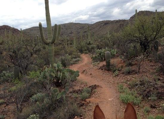 Rockin' Star Ranch
