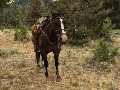Wilderness Connection Inc