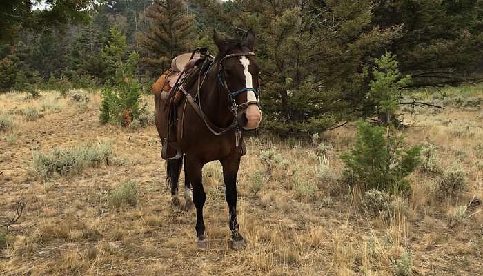 Wilderness Connection Inc