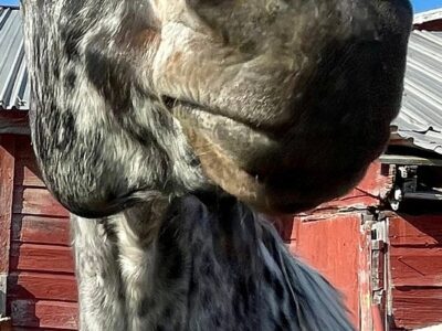 Dancing Horses, Llc