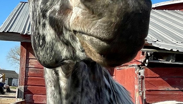 Dancing Horses, Llc