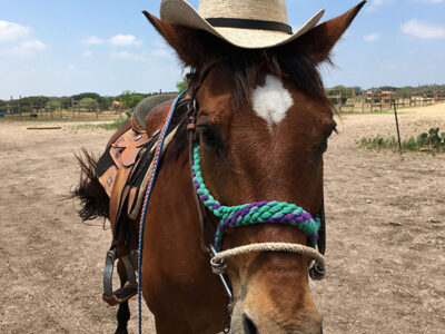 Bit & Bridle Stables
