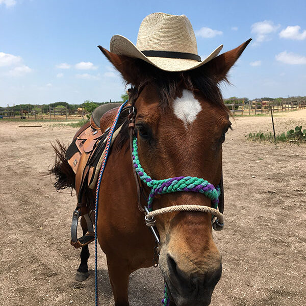 Bit & Bridle Stables