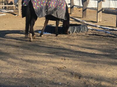 C Horse Ranch