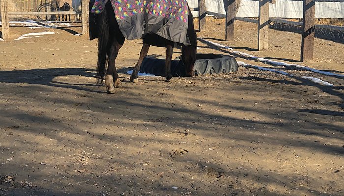C Horse Ranch
