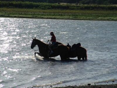 Texas Trail Riding Co.