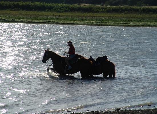 Texas Trail Riding Co.