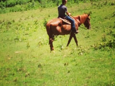 Apple Valley Stables