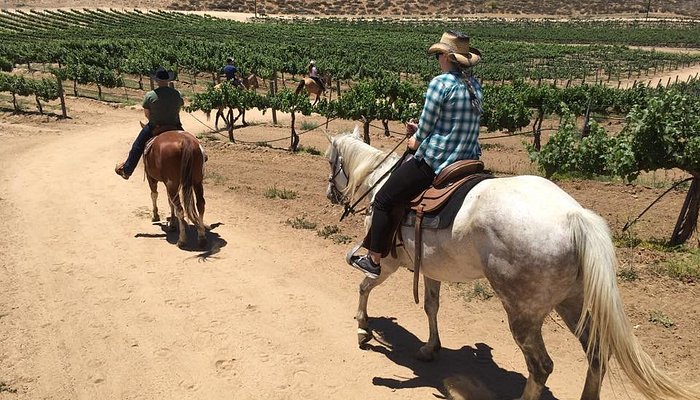 Temecula Wine Country Horseback Riding