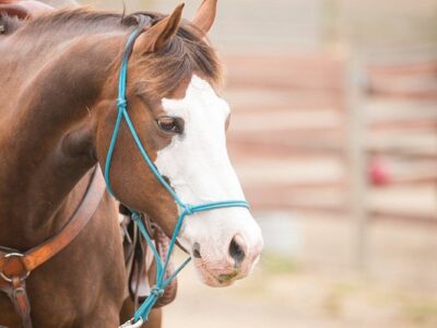 Horse N Around Trail Rides