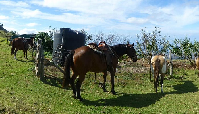 Thompson Ranch Riding Stables