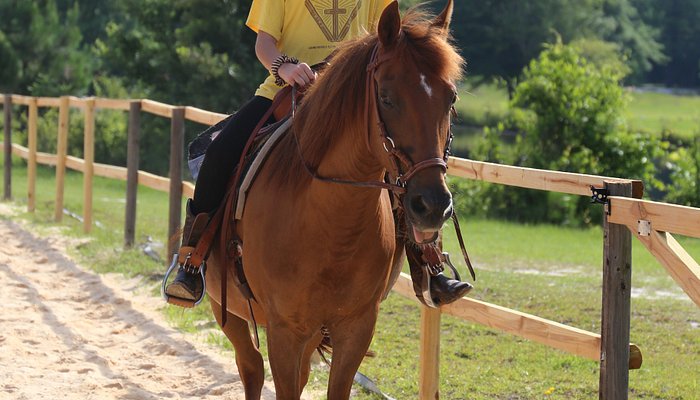 Pony Gang Equestrian Services