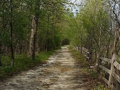 Forest View Farms