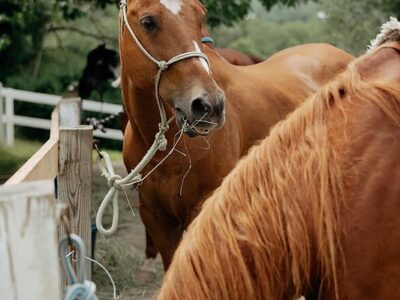 Franconia Notch Stables