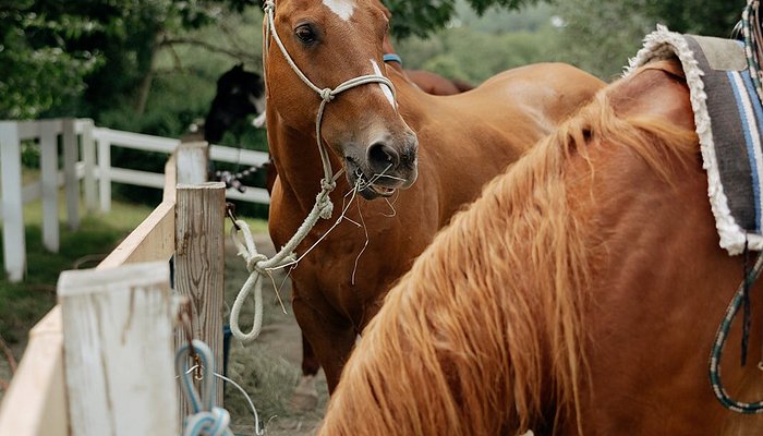 Franconia Notch Stables