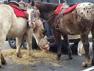 Maybury Brook Stables