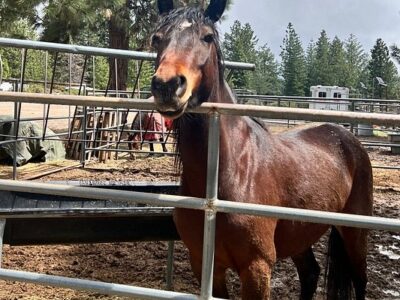 VS Equine