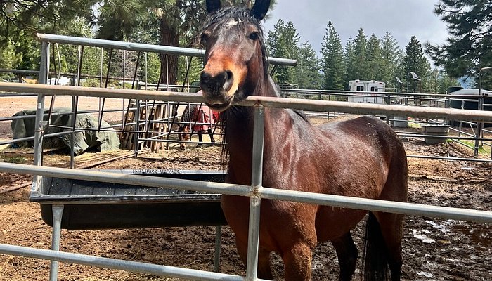 VS Equine