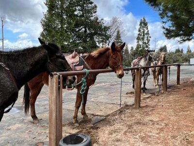VS Equine