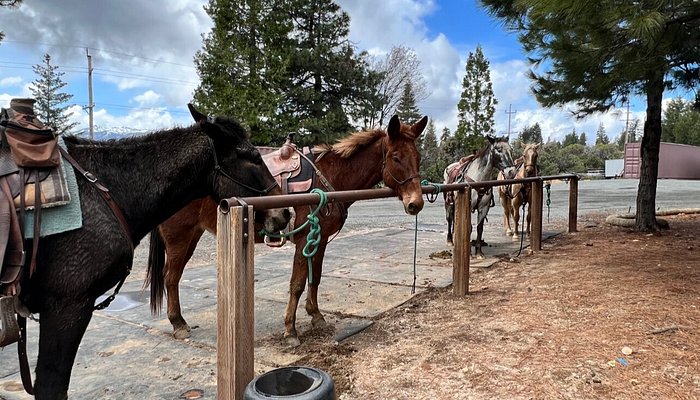 VS Equine