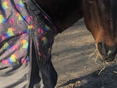 C Horse Ranch