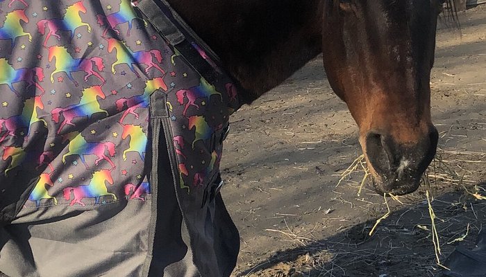 C Horse Ranch
