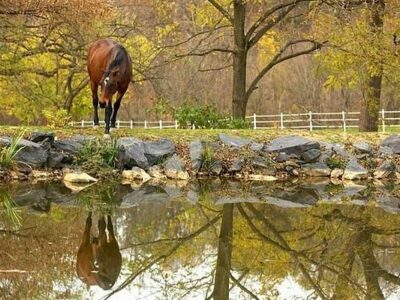 Charming Creek Farm