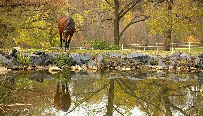 Charming Creek Farm