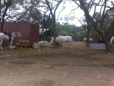 Westcreek Trail Rides