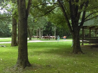 Westercamp's