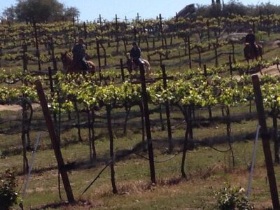 Vineyard Trail Rides