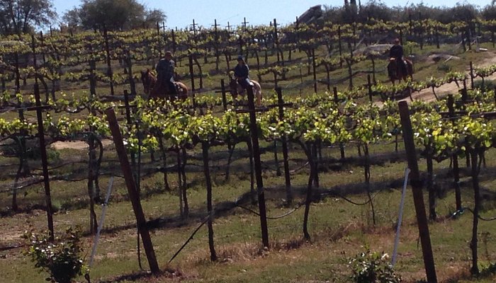 Vineyard Trail Rides