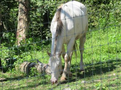 Rocke N Horse Farm