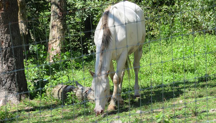Rocke N Horse Farm