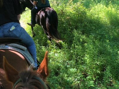 Why-Not Riding Stable