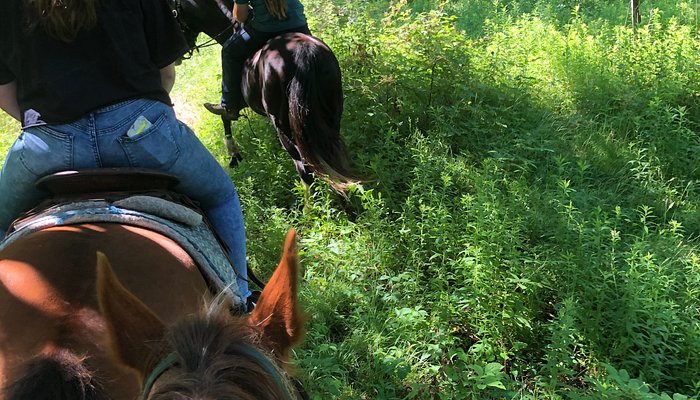 Why-Not Riding Stable