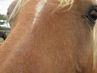 Wranglers Riding Stables