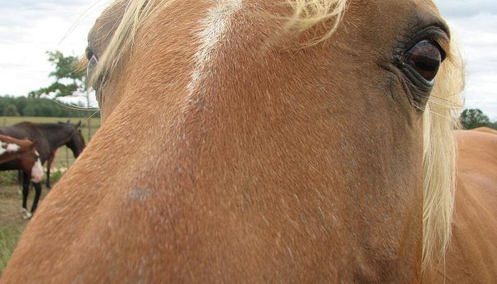 Wranglers Riding Stables