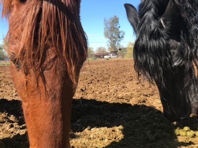 Trailhead Ranch